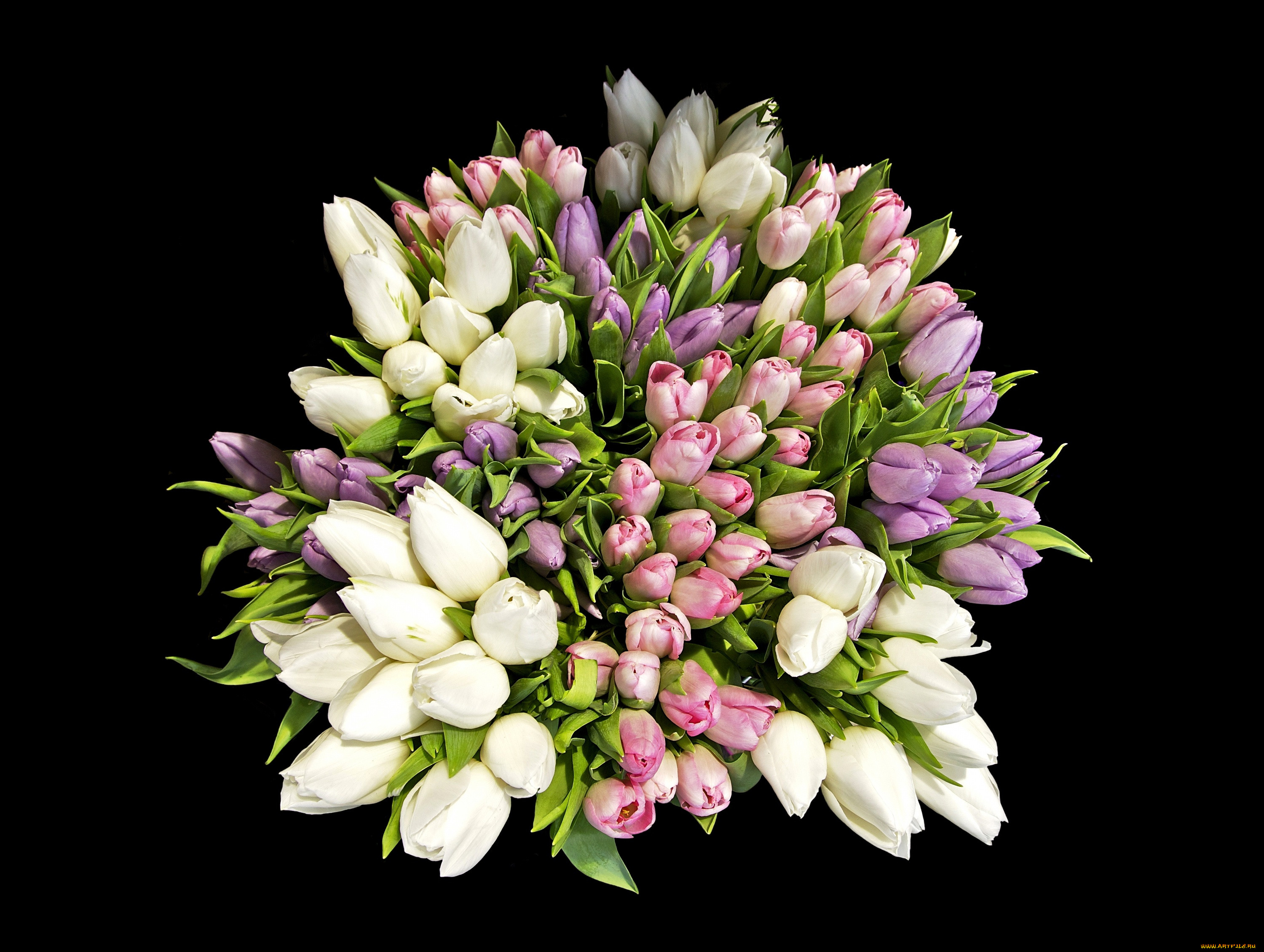 , , , tulips, , bouquets